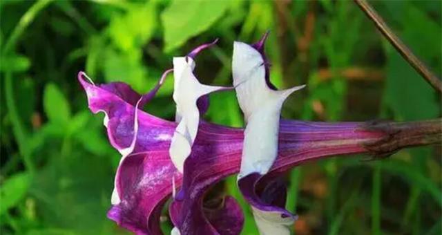 黑色曼陀罗的花语（探索黑色曼陀罗所传递的神秘与力量）