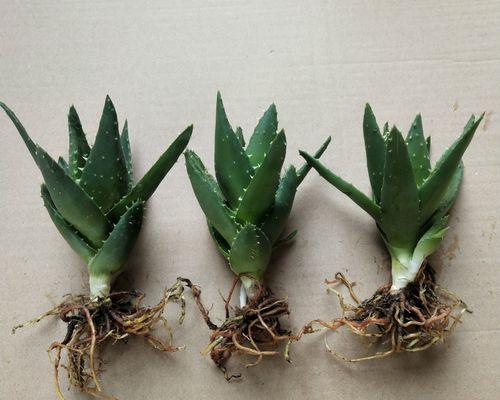 不夜城芦荟无根种植存活率高吗？如何提高存活率？