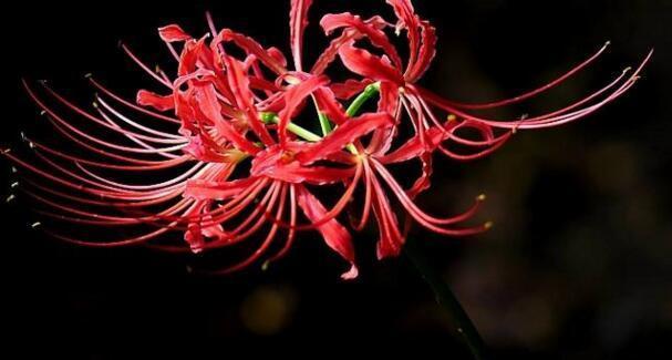 黑色曼陀罗的花语（探索黑色曼陀罗所传递的神秘与力量）