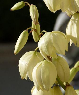 凤尾兰的花语——寓意与象征(探寻凤尾兰的花语) 凤尾兰的花语——寓意与象征(探寻凤尾兰的花语)