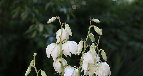 凤尾兰的花语——寓意与象征(探寻凤尾兰的花语) 凤尾兰的花语——寓意与象征(探寻凤尾兰的花语)