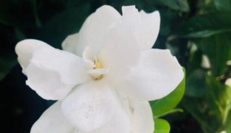 什么花代表单纯美好？花语中有哪些花象征着纯洁与美好？