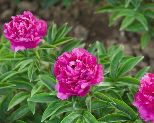 芍药哪里产的最好？中国哪些地区出产优质芍药？