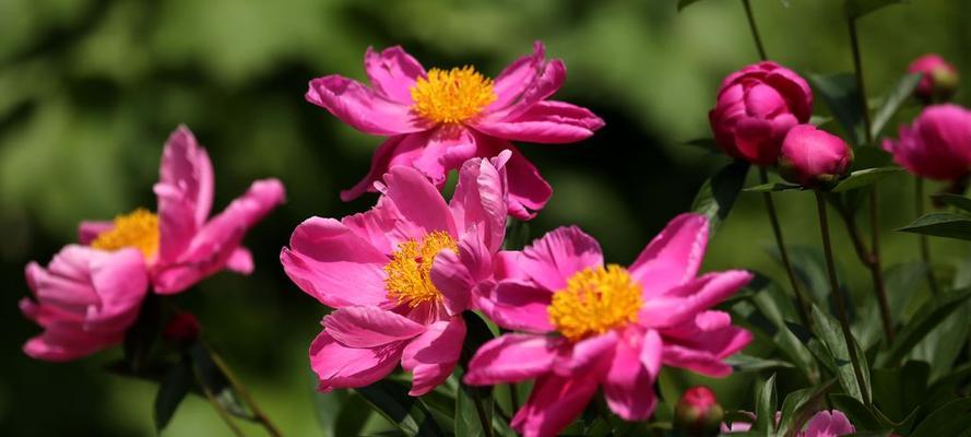 芍药哪里产的最好？中国哪些地区出产优质芍药？