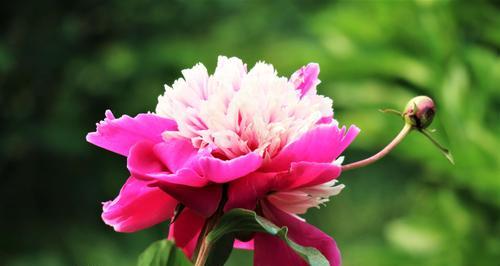 芍药哪里产的最好？中国哪些地区出产优质芍药？