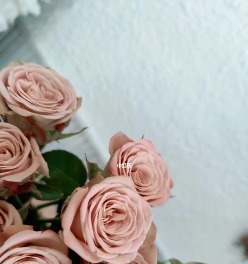 卡布奇诺玫瑰花语（卡布奇诺玫瑰花语的意义及传递方式）