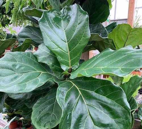 琴叶榕施肥指南:喜肥吗?应该施什么肥料?