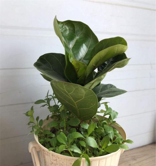 琴叶榕施肥指南：喜肥吗？应该施什么肥料？