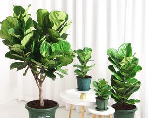 琴叶榕施肥指南：喜肥吗？应该施什么肥料？