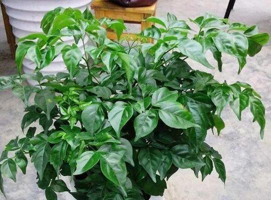 幸福树需要晒太阳吗?晒太阳对幸福树生长的影响是什么?