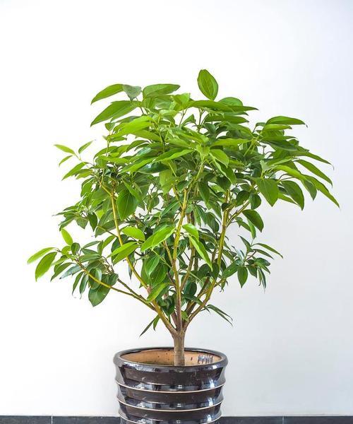 幸福树需要晒太阳吗？晒太阳对幸福树生长的影响是什么？