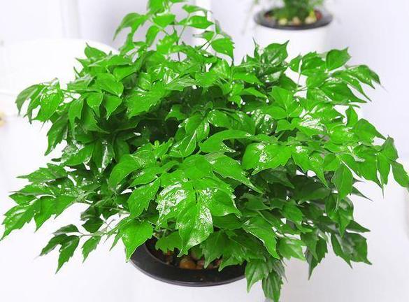 幸福树需要晒太阳吗？晒太阳对幸福树生长的影响是什么？