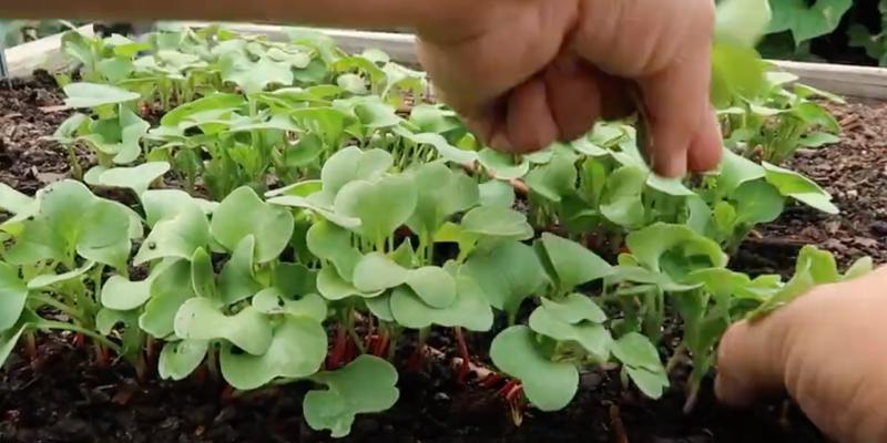 大蒜播种的最佳时间是什么时候？如何确保种植成功？