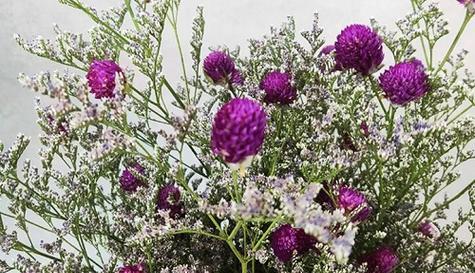 以百合花的花语为主题的文章(放弃爱你的勇气与决心——百合花的花语)