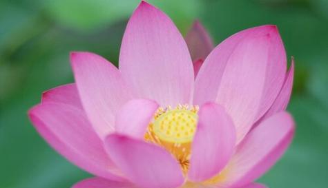 以莲花的寓意和象征风水(解读莲花的深层寓意和应用于风水的象征意义)