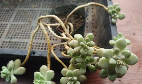 多肉植物如何养护才能保持美观？修剪技巧有哪些？