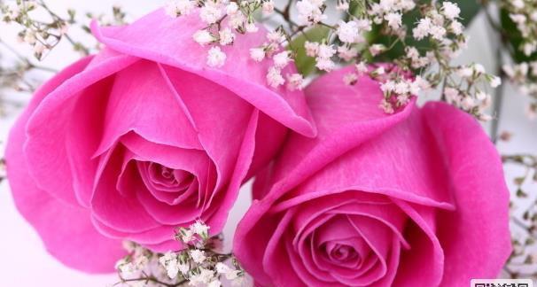 玫瑰花的象征意义（红色玫瑰花的浪漫与激情）