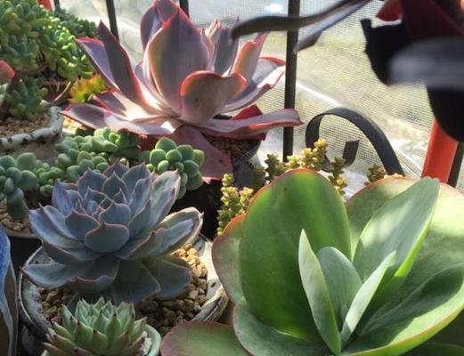 多肉植物如何养护才能保持美观？修剪技巧有哪些？