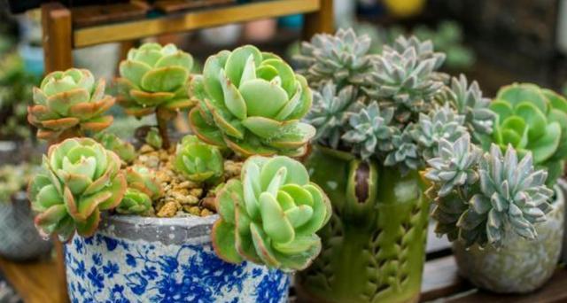 多肉植物如何养护才能保持美观？修剪技巧有哪些？