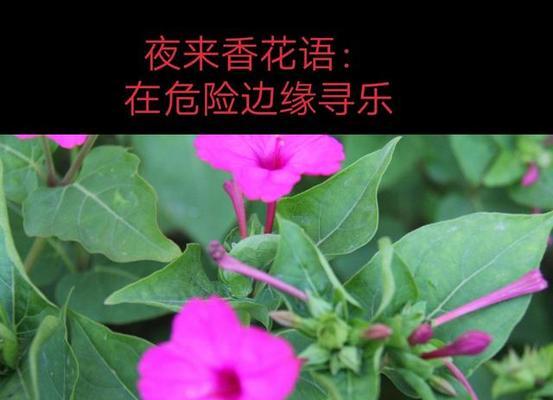 夜来香的传说与花语（美丽神秘的花语与传说）