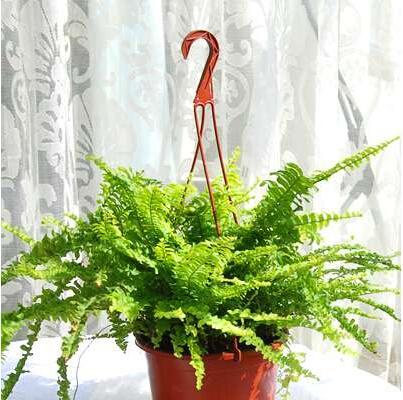 波士顿蕨养护方法是什么？如何解决常见问题？