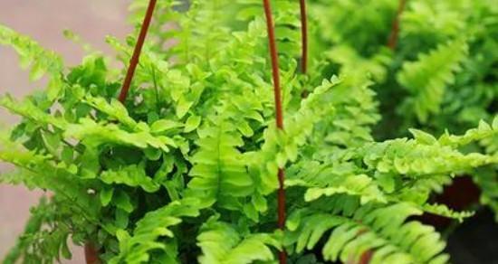 波士顿蕨养护方法是什么？如何解决常见问题？