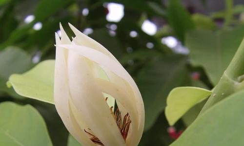 黄桷兰一年开几次花?如何养护以促进开花? 黄桷兰一年开几次花?如何养护以促进开花?