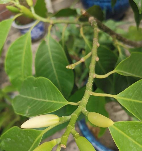 黄桷兰一年开几次花?如何养护以促进开花? 黄桷兰一年开几次花?如何养护以促进开花?
