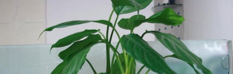 万年青花语与意义解读（探索万年青的象征与寓意）