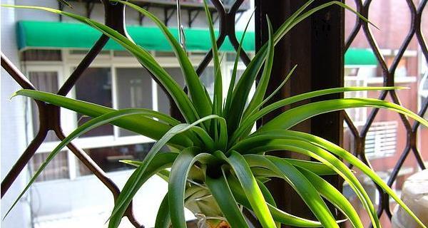 空气凤梨有毒吗？可以安全放在室内养吗？