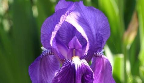 爱之花（用鲜花传递心意）