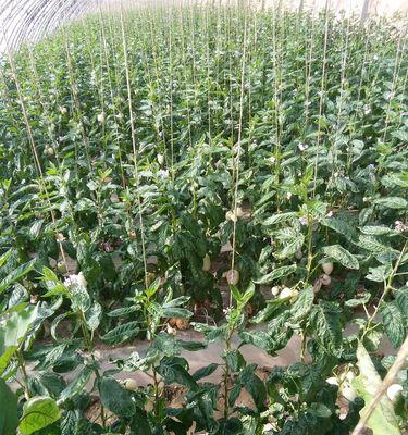 人参果几年开始结果实？种植后多久能收获？