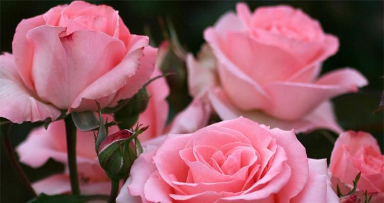 玫瑰花花语之47朵花的意义（探寻玫瑰花语中不同数量的代表意义）