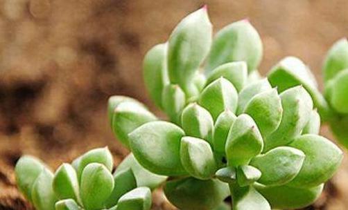 多肉花语与寓意（探索多肉植物的花语及其象征意义）