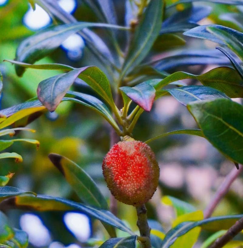 杨梅树开花吗?开花时的花型特征是什么?_花植网