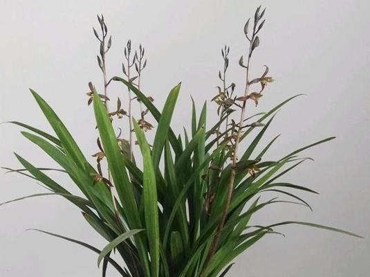 墨兰多久浇一次水？如何正确掌握浇水频率？