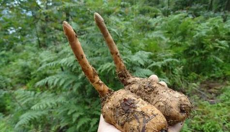 天麻生长需要哪些环境条件?其生长特点是什么? 天麻生长需要哪些环境条件?其生长特点是什么?