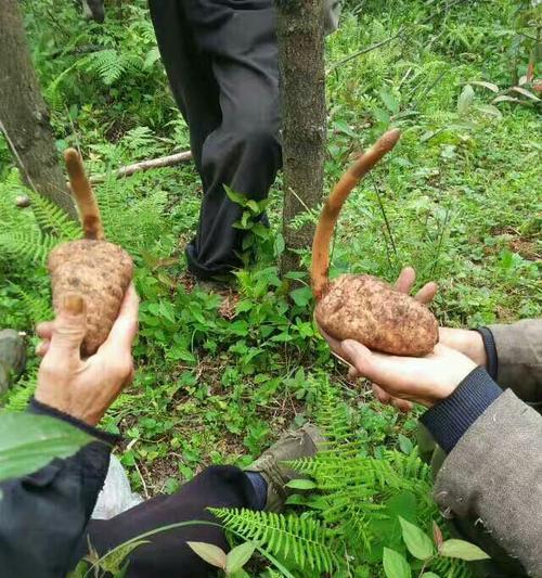 天麻生长需要哪些环境条件?其生长特点是什么? 天麻生长需要哪些环境条件?其生长特点是什么?