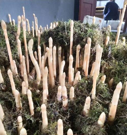 天麻生长需要哪些环境条件?其生长特点是什么? 天麻生长需要哪些环境条件?其生长特点是什么?