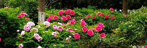 牡丹之美(牡丹之美与人格品质的关联)