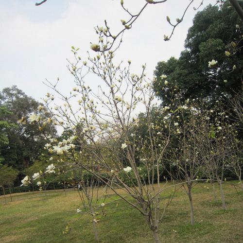 玉兰属于木本植物吗?它的分类和特点是什么?