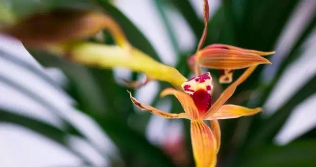 兰花花语与美的诠释（探寻兰花花语的深意）