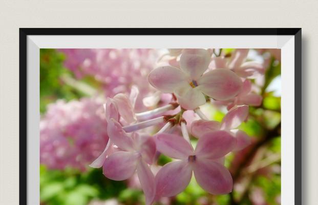 白色紫丁香花语的魅力（探寻紫丁香花在生活中的美好寓意）