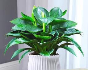 万年青水养方法是什么？水养万年青需要注意什么？