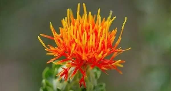 红花忍冬的花语及其意义（探寻红花忍冬的神秘魅力）