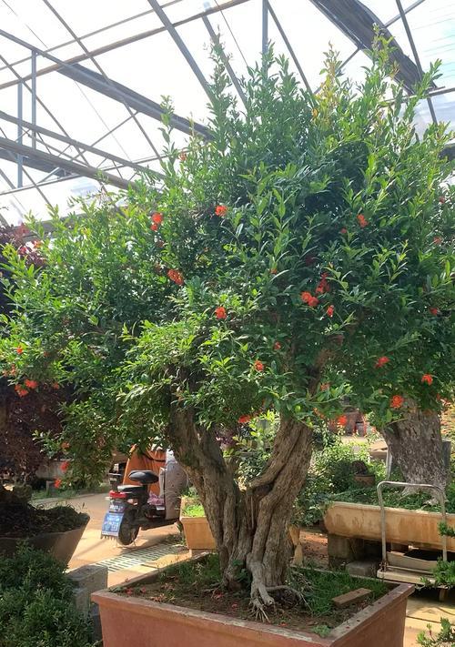 石榴树老桩养殖方法是什么？养护过程中应注意哪些问题？