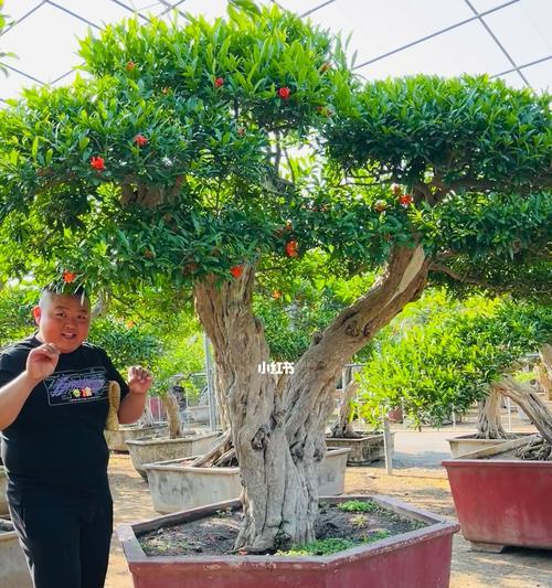 石榴树老桩养殖方法是什么？养护过程中应注意哪些问题？