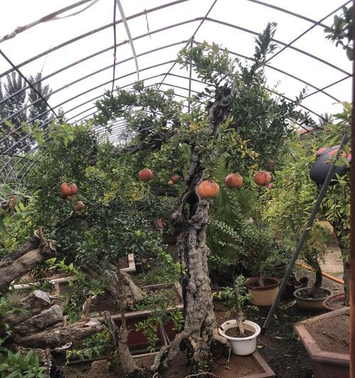 石榴树老桩养殖方法是什么？养护过程中应注意哪些问题？