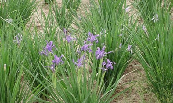 草本植物（了解草本植物的种类和特点）
