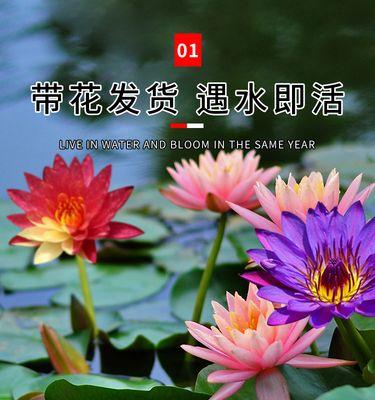 睡莲之美（水中的精灵）